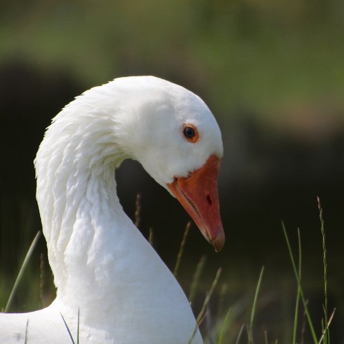 goose  close up  waterfowl