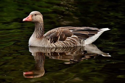 goose  wild goose  water bird