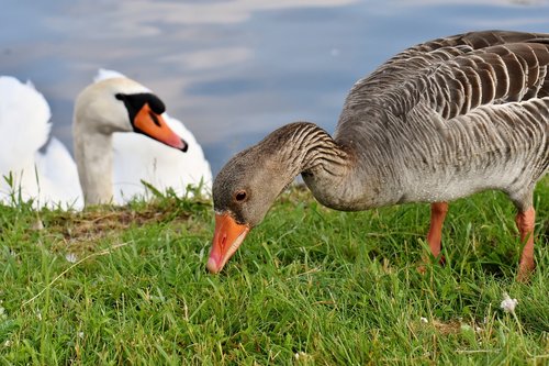 goose  swan  water