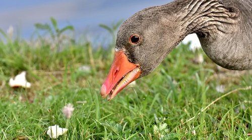 goose  wild goose  water bird