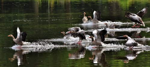 goose  flock of geese  birds