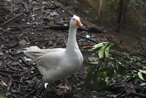 goose  animal  duck family