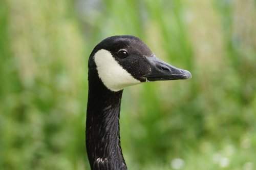 goose  eye  animal