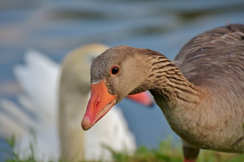 goose  poultry  bird