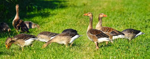 goose  waterbird  waterfowl