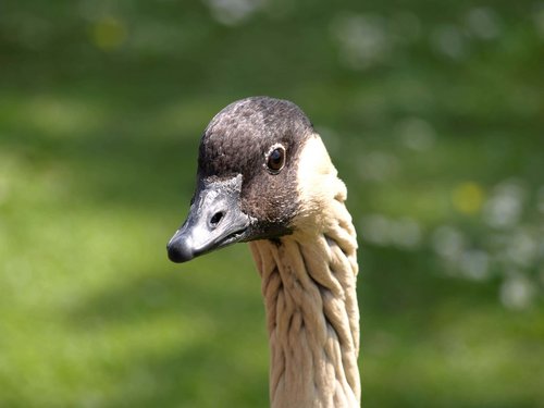 goose  wildlife  bird