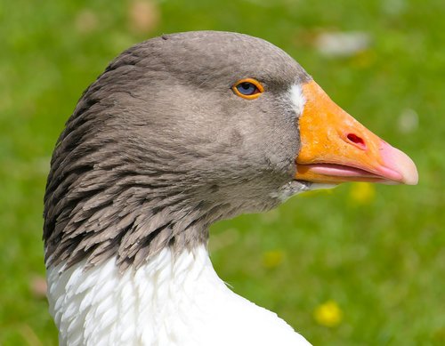 goose  head  bird