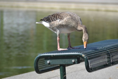 goose  park bench  lake