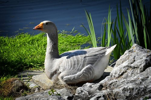 goose  water bird  pond