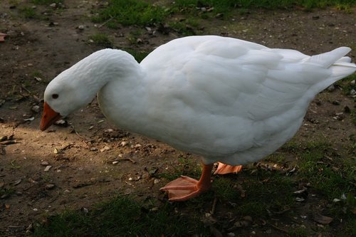 goose  domestic goose  white