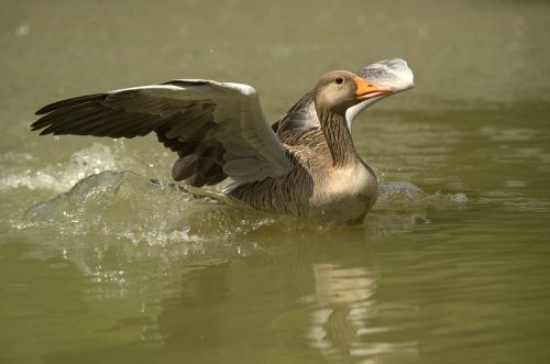 goose water bird migratory bird