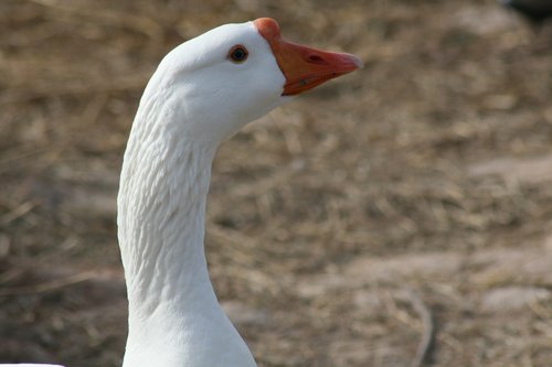 goose  bird  nature