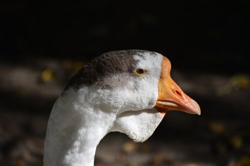 goose  portrait  bird