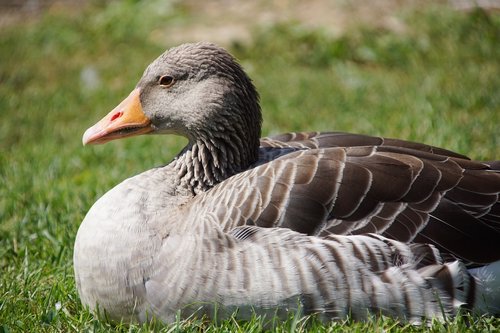 goose  duck  bird