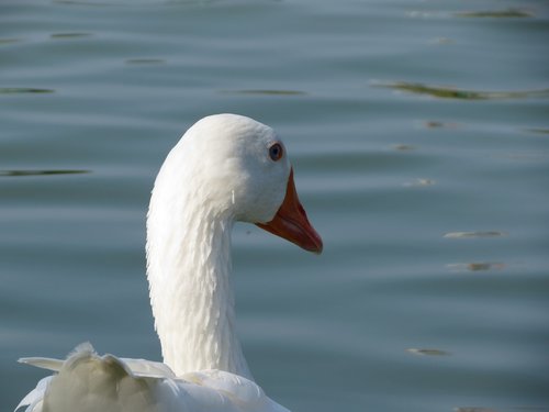goose  white  bird