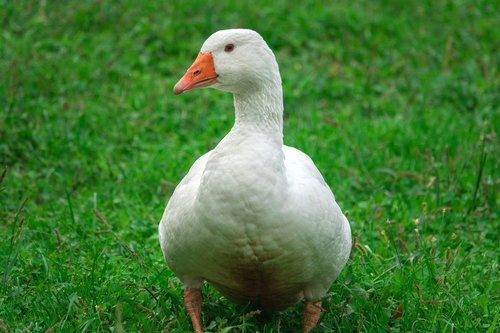 goose  animal  white