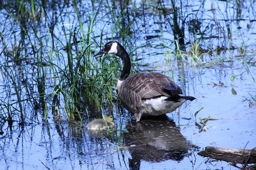 goose  chick  nature