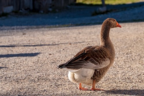 goose  geese  farm