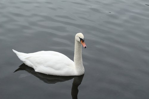 goose  water  nature