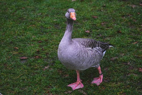 goose  bird  animal