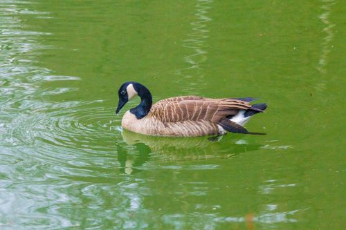 goose duck bird water bird