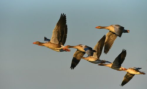 goose  water bird  flight