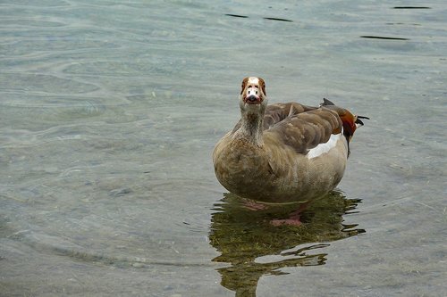 goose  nilgans  bird