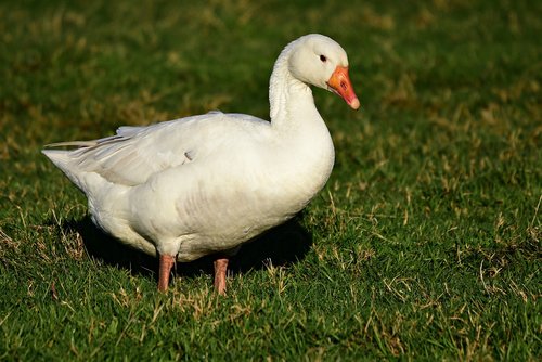 goose  waterbird  wildlife