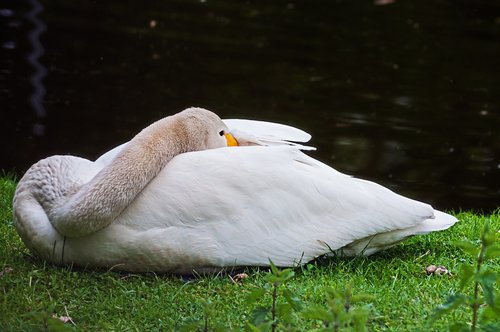 goose  animal  bird