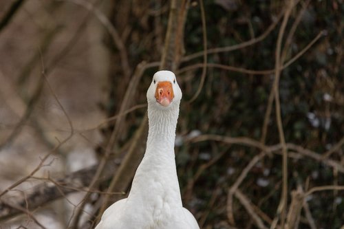 goose  water bird  nature