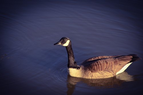 goose  goose in pond  pond