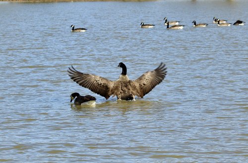 goose  water  nature