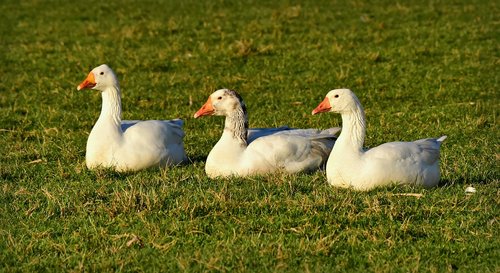 goose  water bird  water fowl