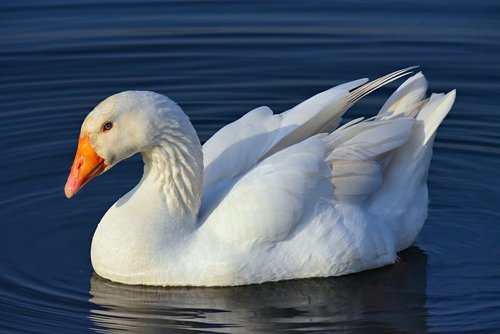 goose  water bird  animal