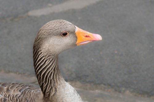 goose  animal  beak