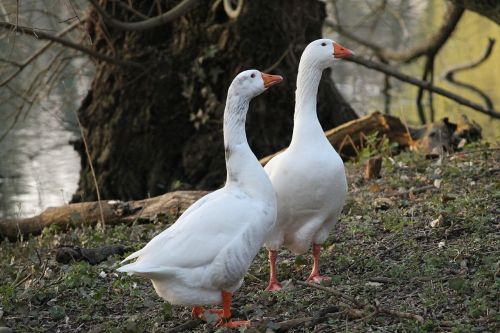 goose animals geese