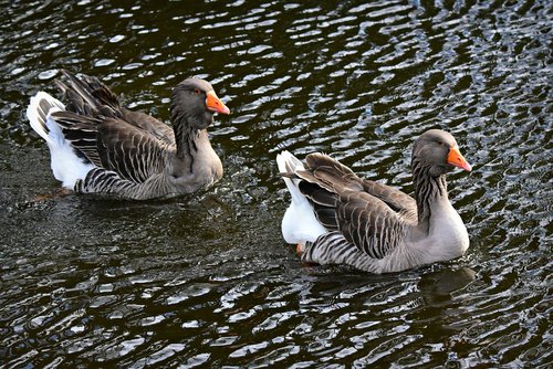 goose  water bird  animal