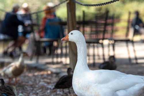 goose  white  bird