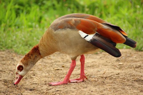 goose nilgans water bird