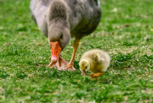 goose  ducks  spring