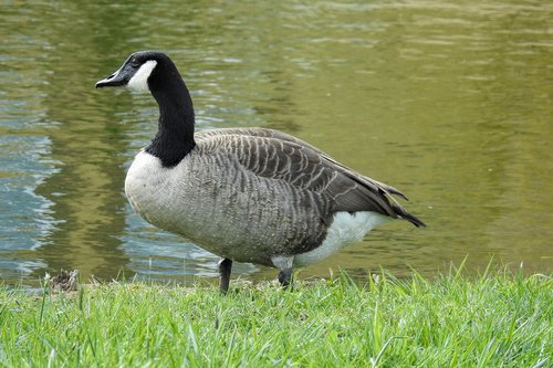 goose  canada goose  water bird