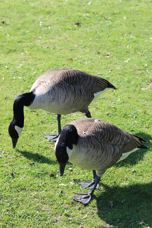 goose  duck  flying duck