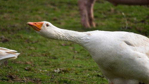 goose  attack  defend