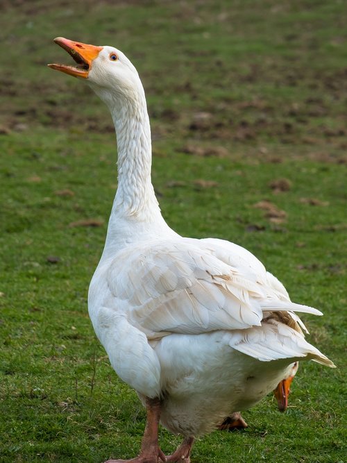 goose  ranting  aggressive