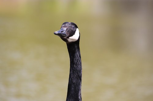 goose  canada goose  neck