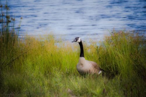 goose bird animal