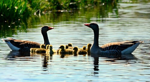 goose  gosling  water bird