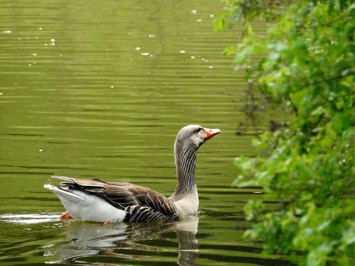 goose  water bird  nature