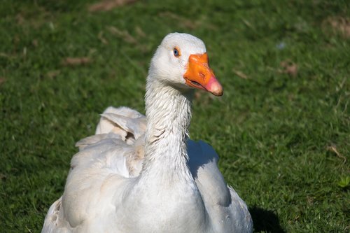 goose  watch  look