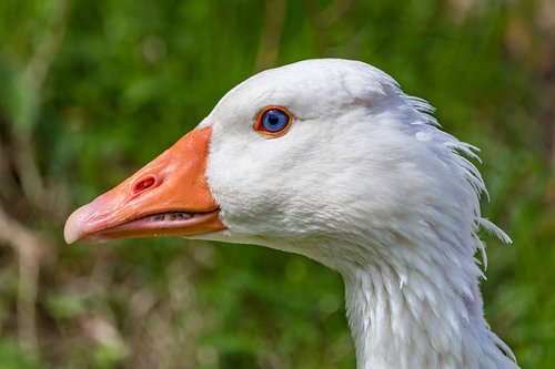 goose  bird  poultry